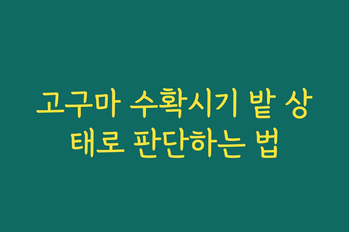 고구마 수확시기 밭 상태로 판단하는 법
