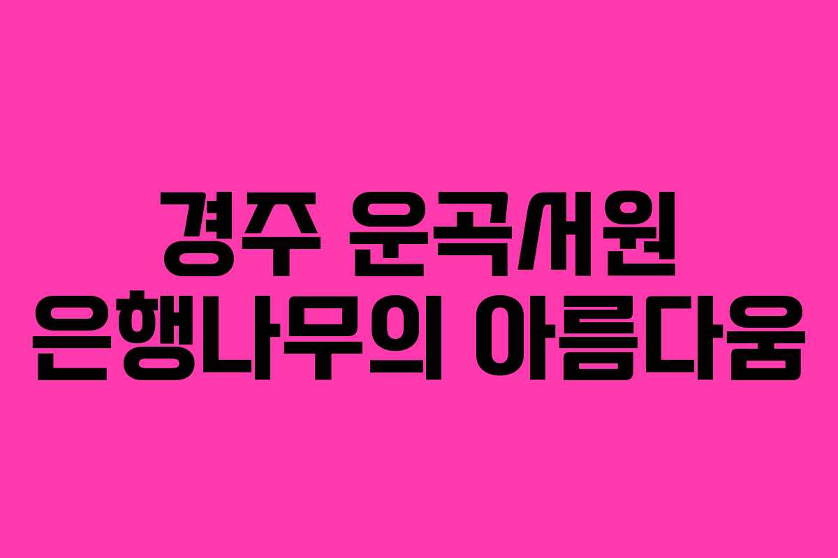 경주 운곡서원 은행나무의 아름다움 경주 운곡서원 은행나무의 아름다움
