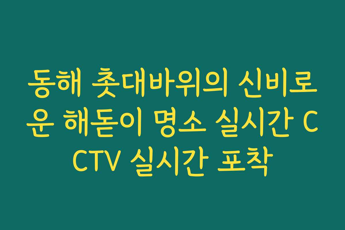 동해 촛대바위의 신비로운 해돋이 명소 실시간 CCTV 실시간 포착