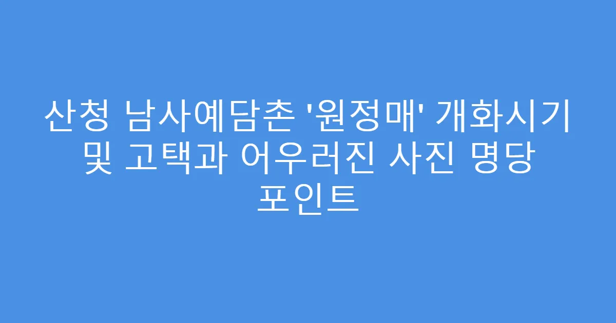 산청 남사예담촌 ‘원정매’ 개화시기 및 고택과 어우러진 사진 명당 포인트